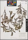 Foto von Salix eleagnos Scop. x Salix purpurea L.
